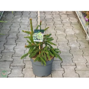 Smrek obyčajný (Picea abies) ´ACROCONA´ – výška 30-40 cm, kont. C7,5L